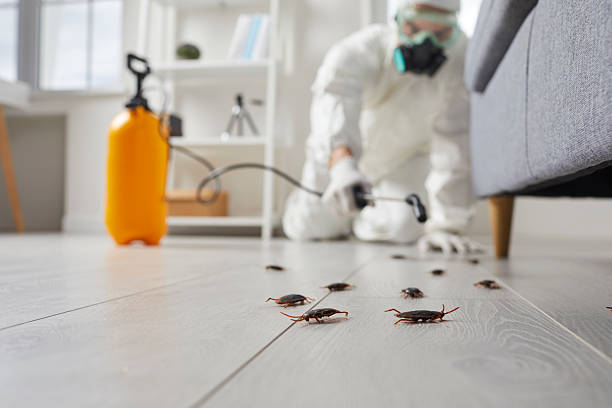 Commercial Rodent Management in Valrico